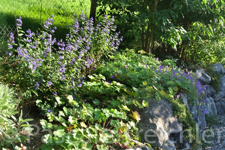 Mauergarten Blau